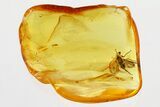 Detailed Fossil Long-Legged Fly (Dolichopodidae) in Baltic Amber #335738-1